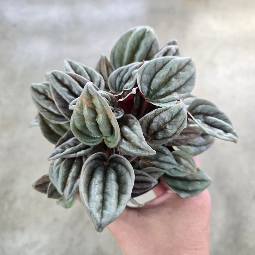 Peperomia caperata 'Mendoza' - 4