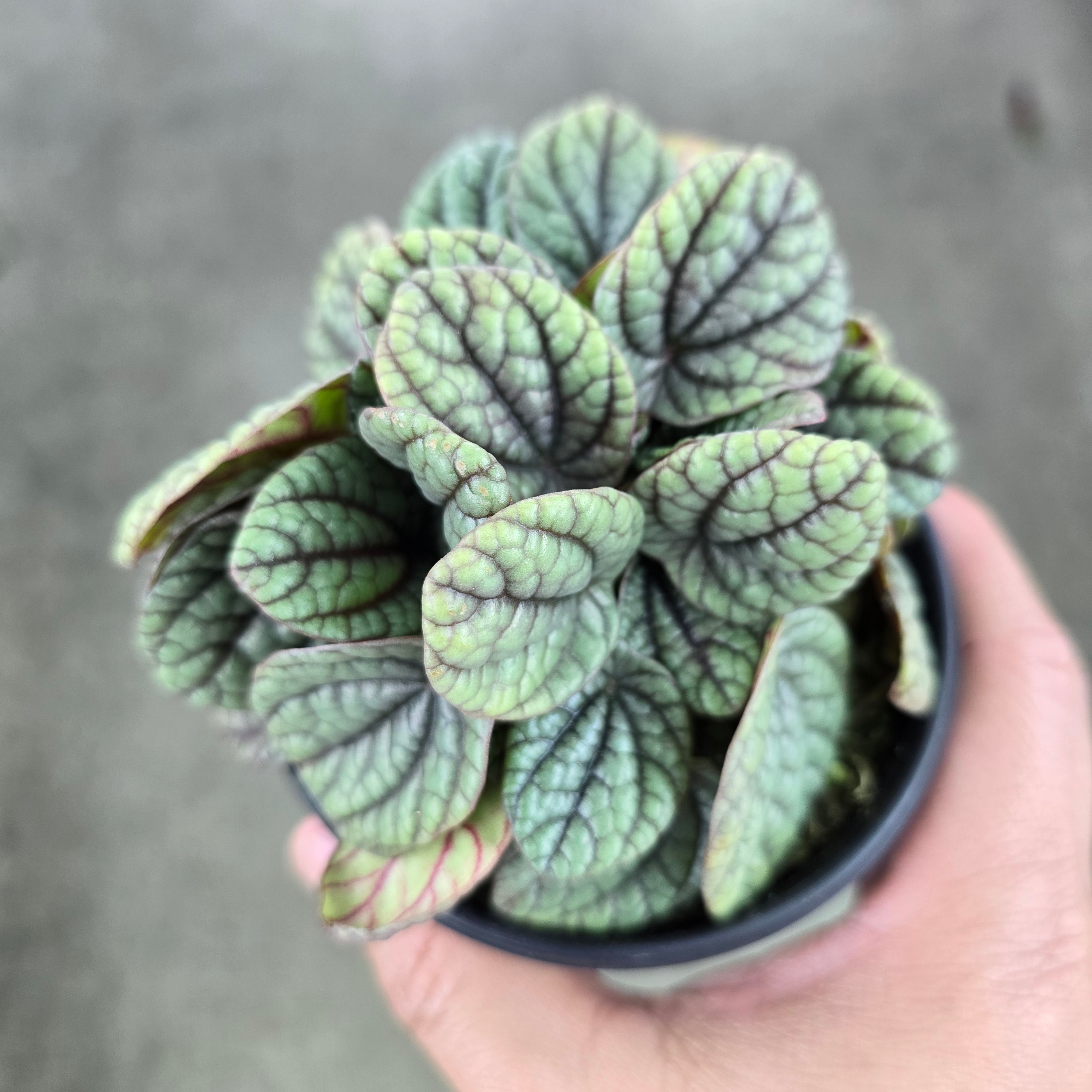 Peperomia caperata 'Greyhound' - 4