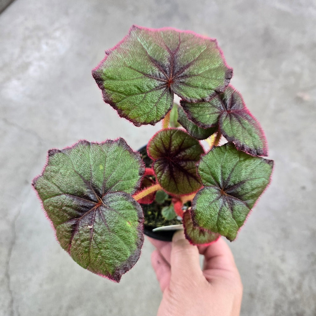 Begonia 'Curly Fireflush' - 4