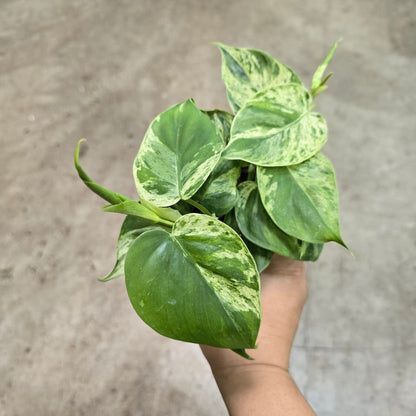 Philodendron hederaceum variegated - 4"