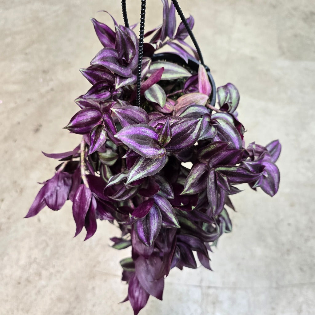 Tradescantia zebrina Purple - HB 4"