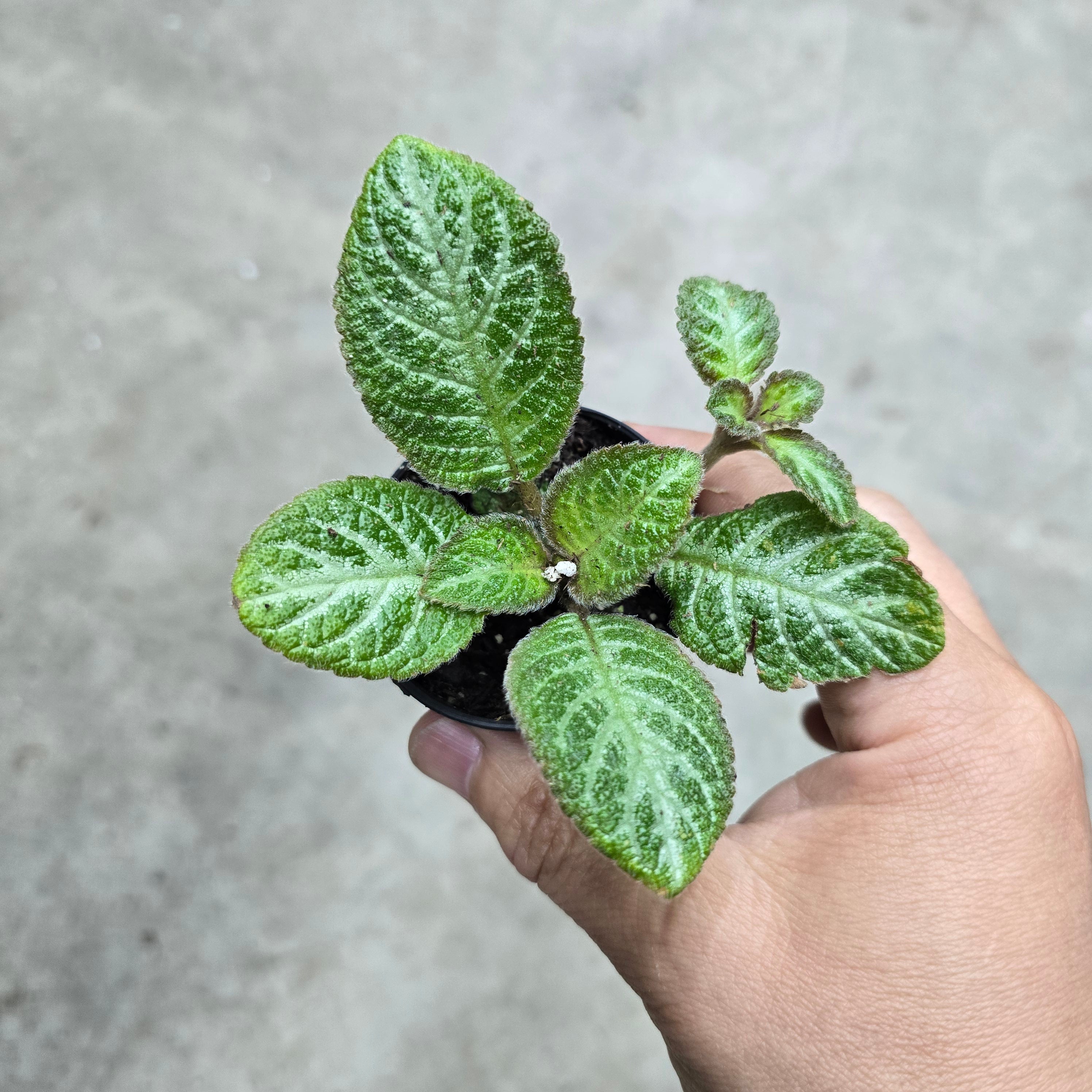 Episcia cupreata Silver - 2