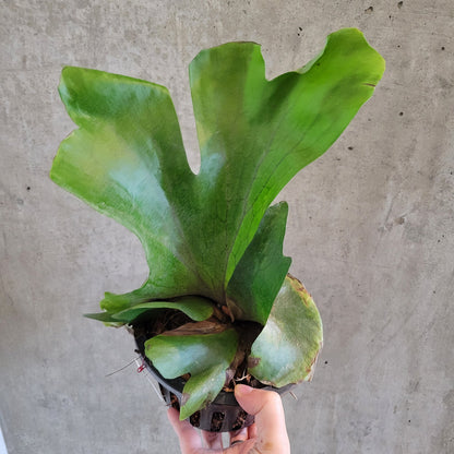 Platycerium holttumii Jonch. & Hennipman - 2"