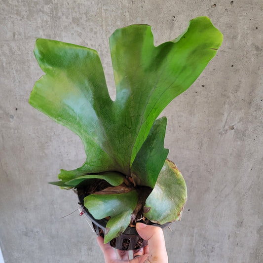 Platycerium holttumii Jonch. & Hennipman - 2"