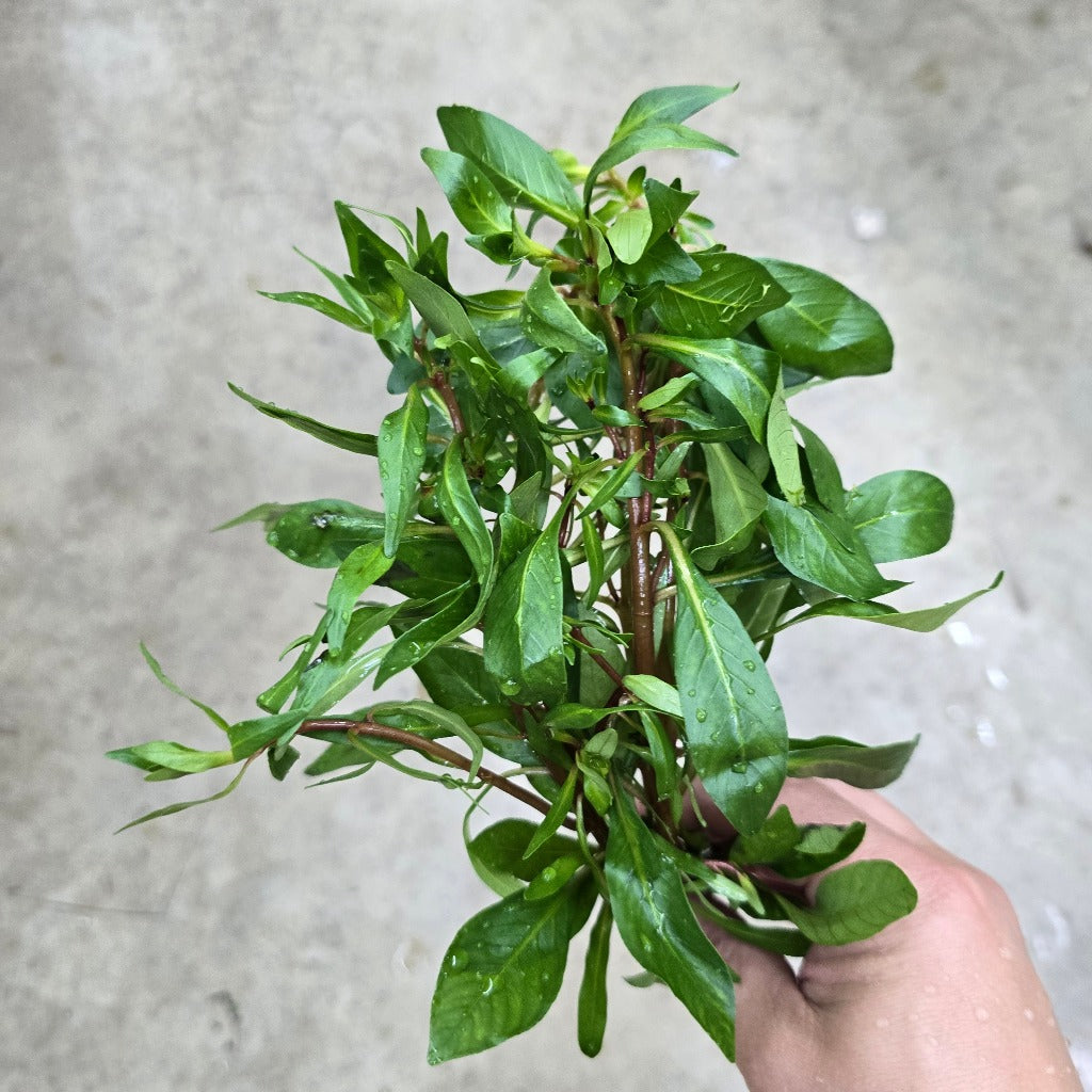 Cuban Ludwigia - bunch