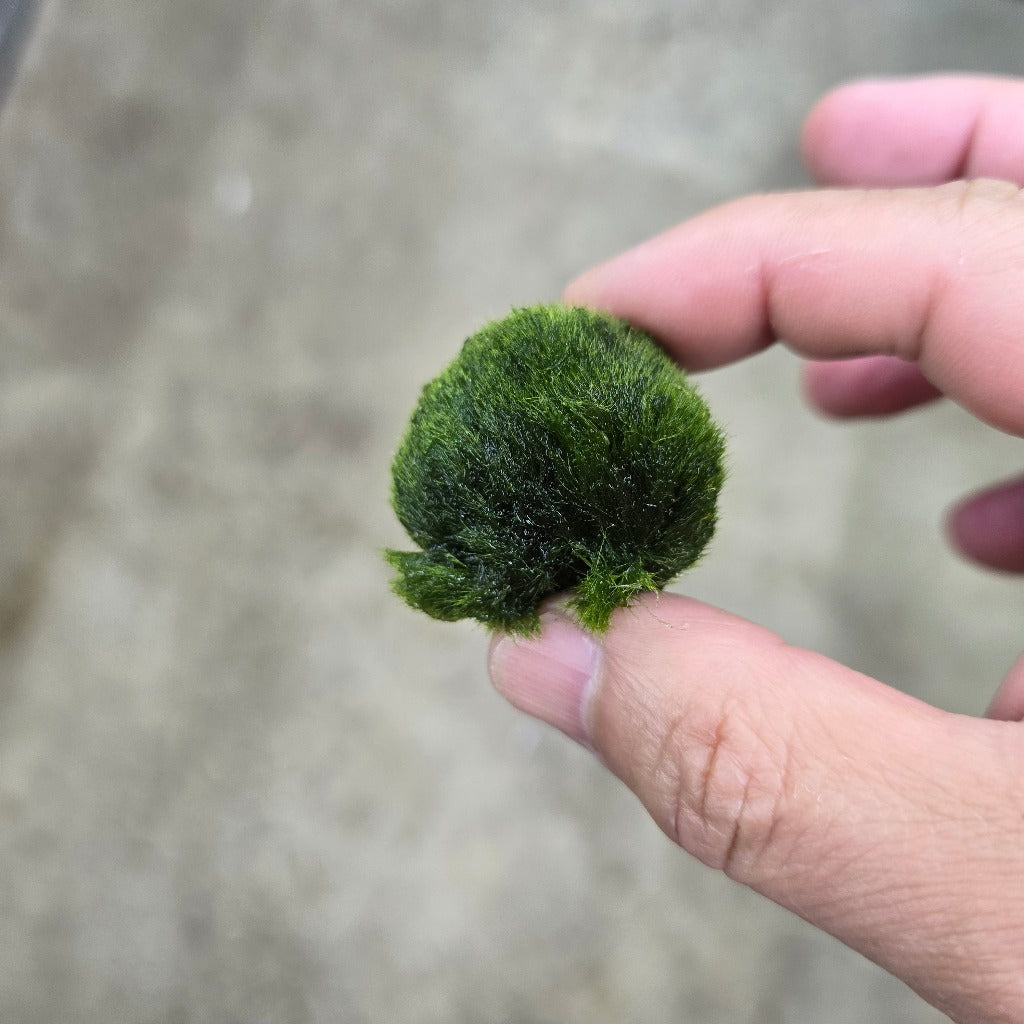 Marimo Moss Ball