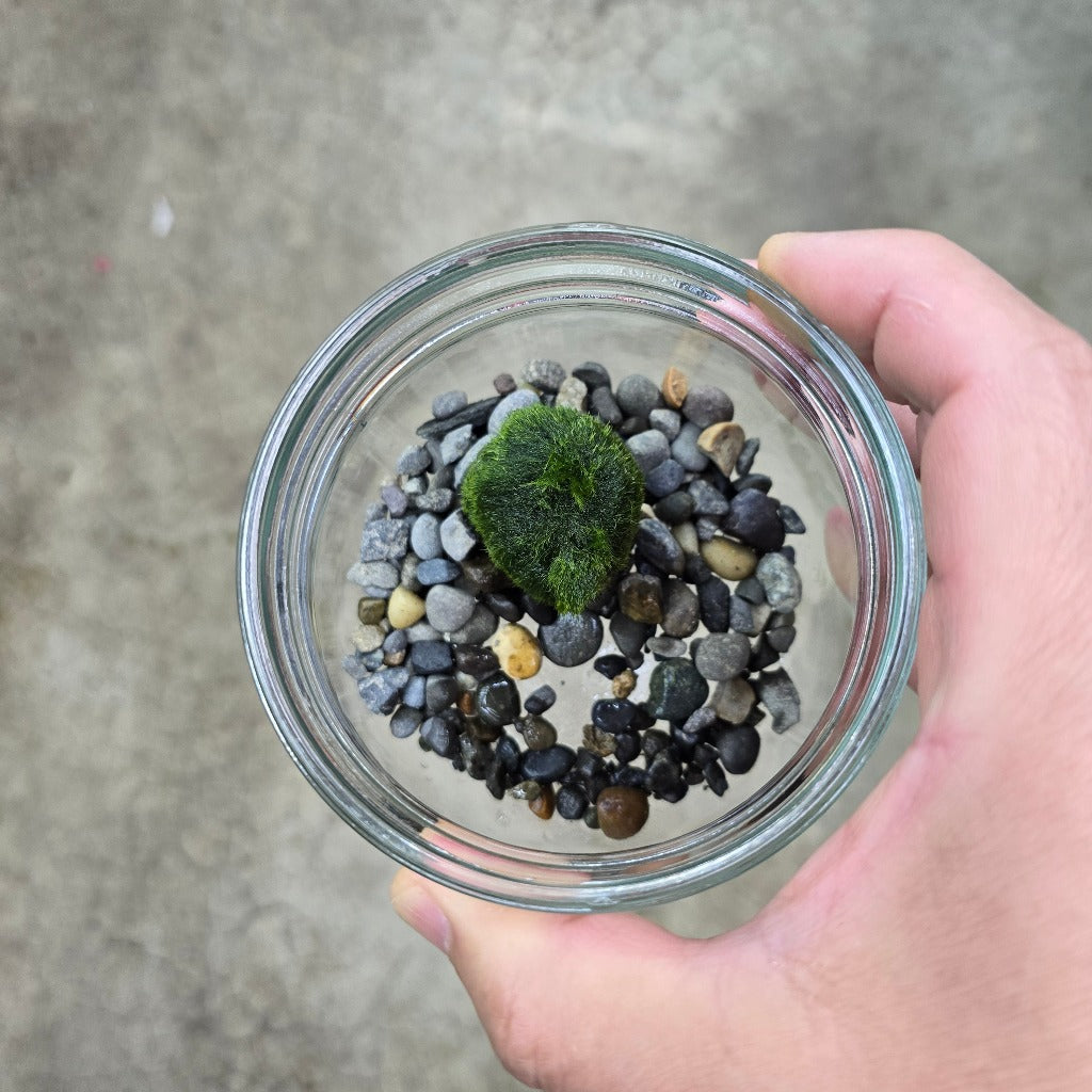 Marimo Moss Ball