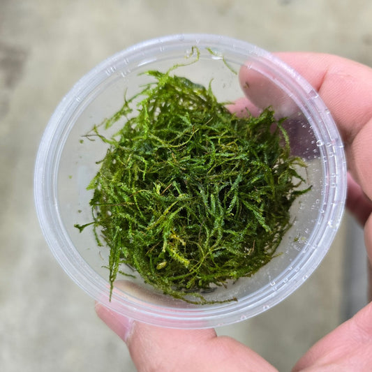 Flame Moss - small cup