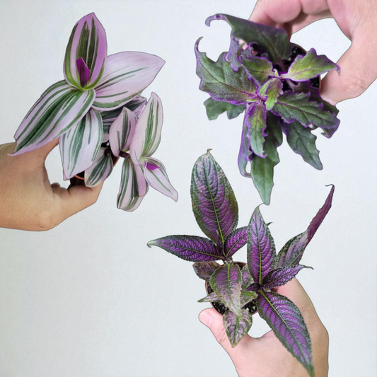 Purple Trio - 2"