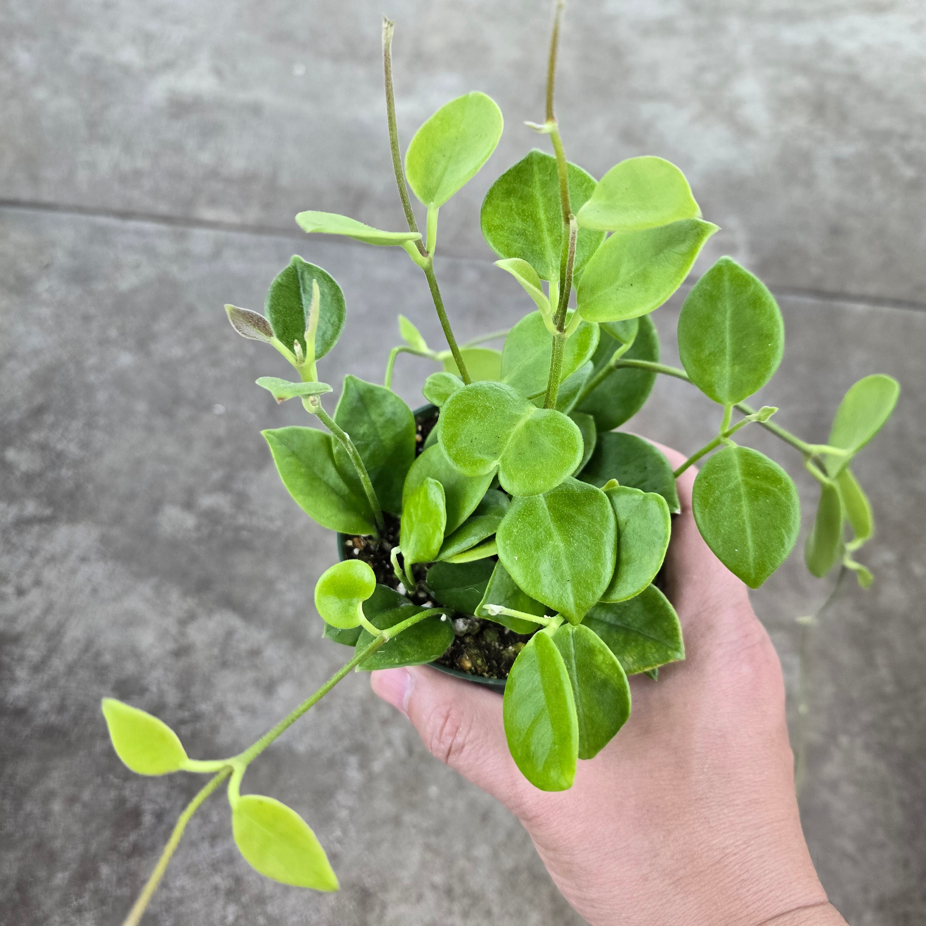 Hoya australis 'Keysii' - 4