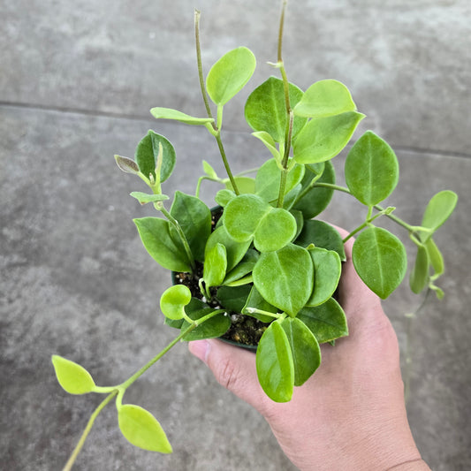 Hoya australis 'Keysii' - 4"