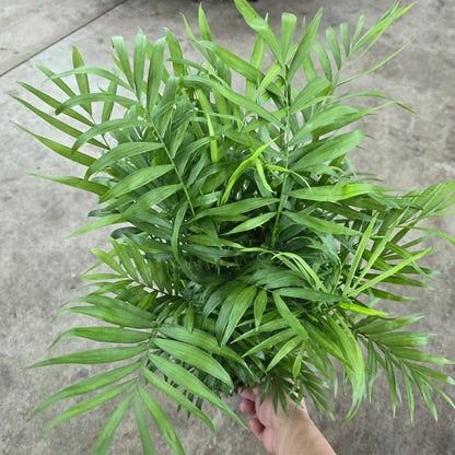 Chamaedorea elegans - 8"