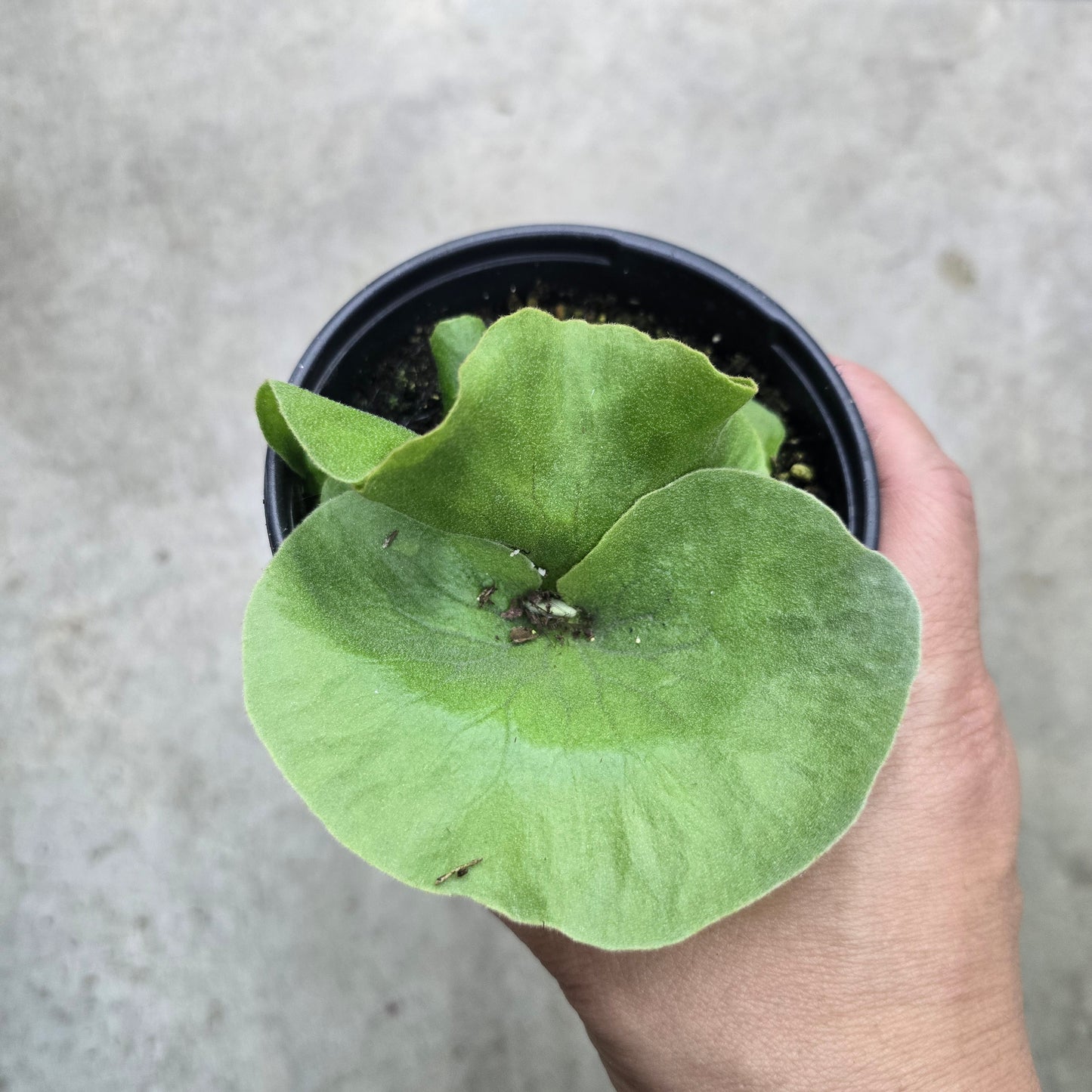 Platycerium wandae Racib - 4"