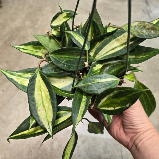 Hoya macrophylla 'Pot of Gold' - 4"