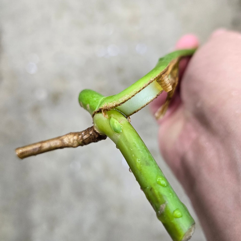 Monstera sierrana - cutting