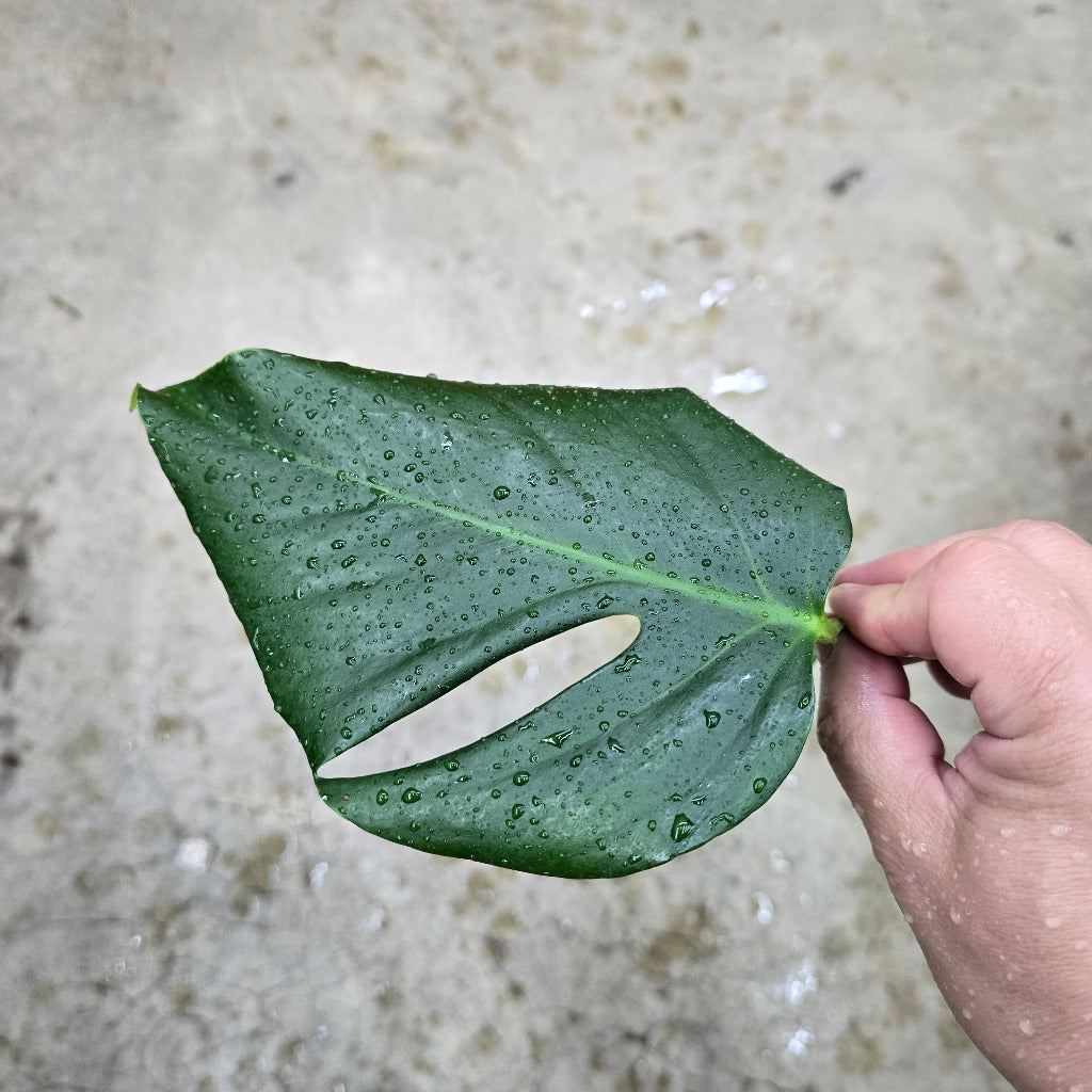 Monstera sierrana - cutting