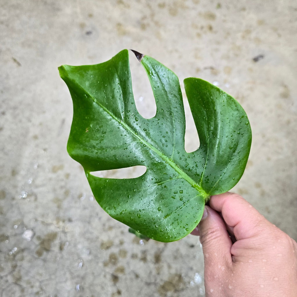 Monstera sierrana - cutting