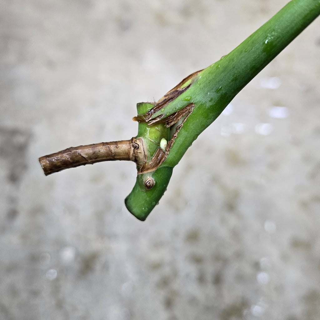 Monstera sierrana - cutting