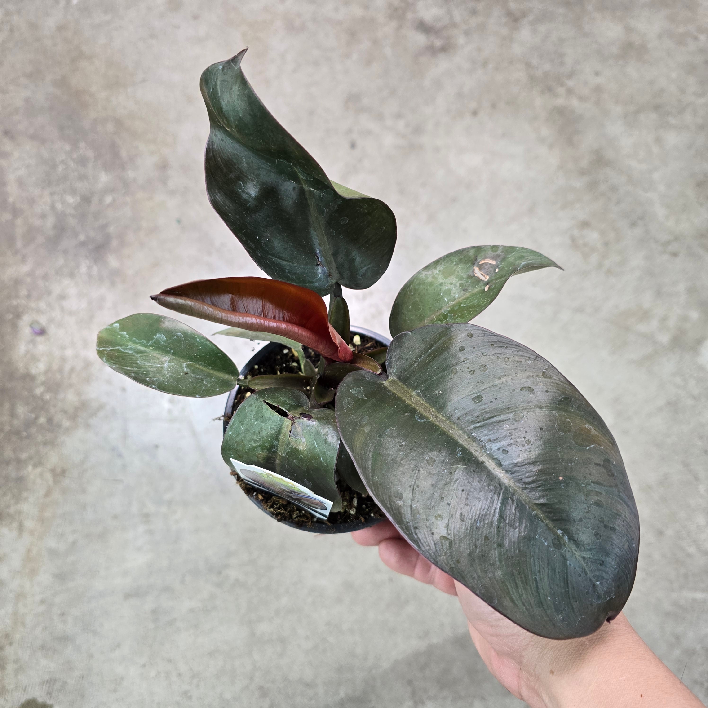 Philodendron 'Black Cardinal' - 4