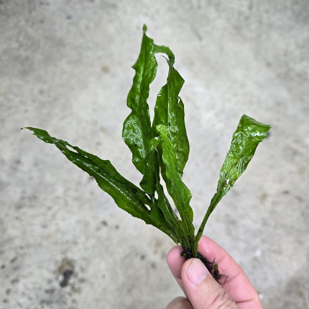 Java Fern - mat