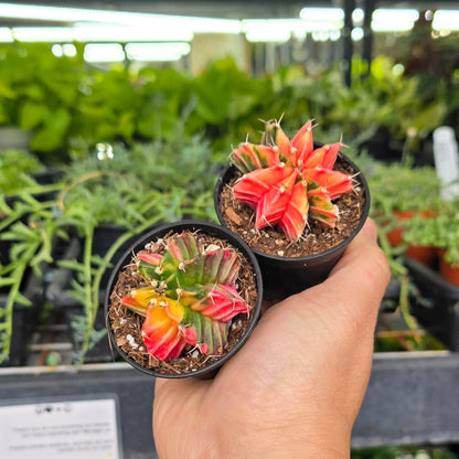 Gymnocalycium friedrichii variegated hybrid - 2"