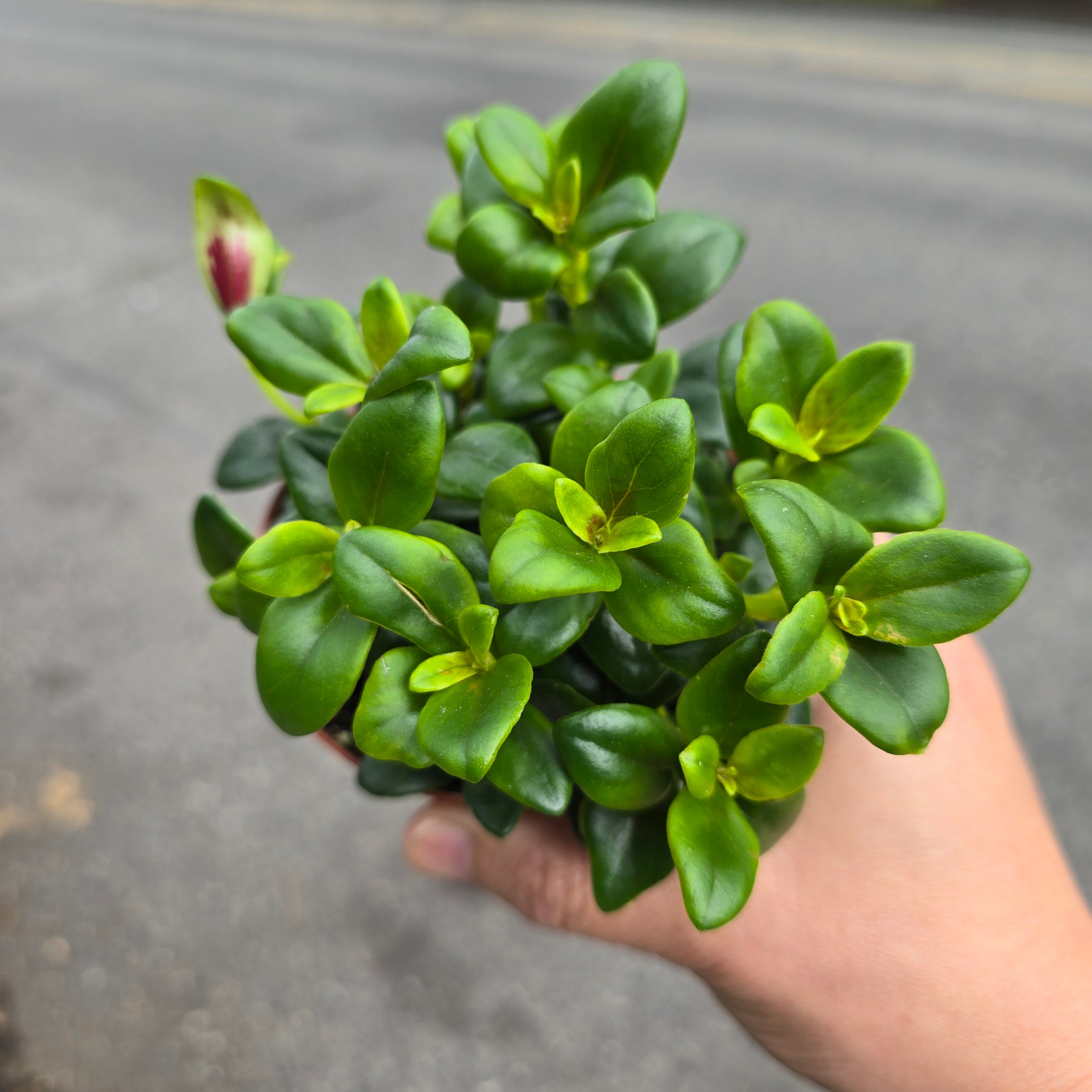 Nematanthus greg. 'Shady  Lady Marlene' - 4