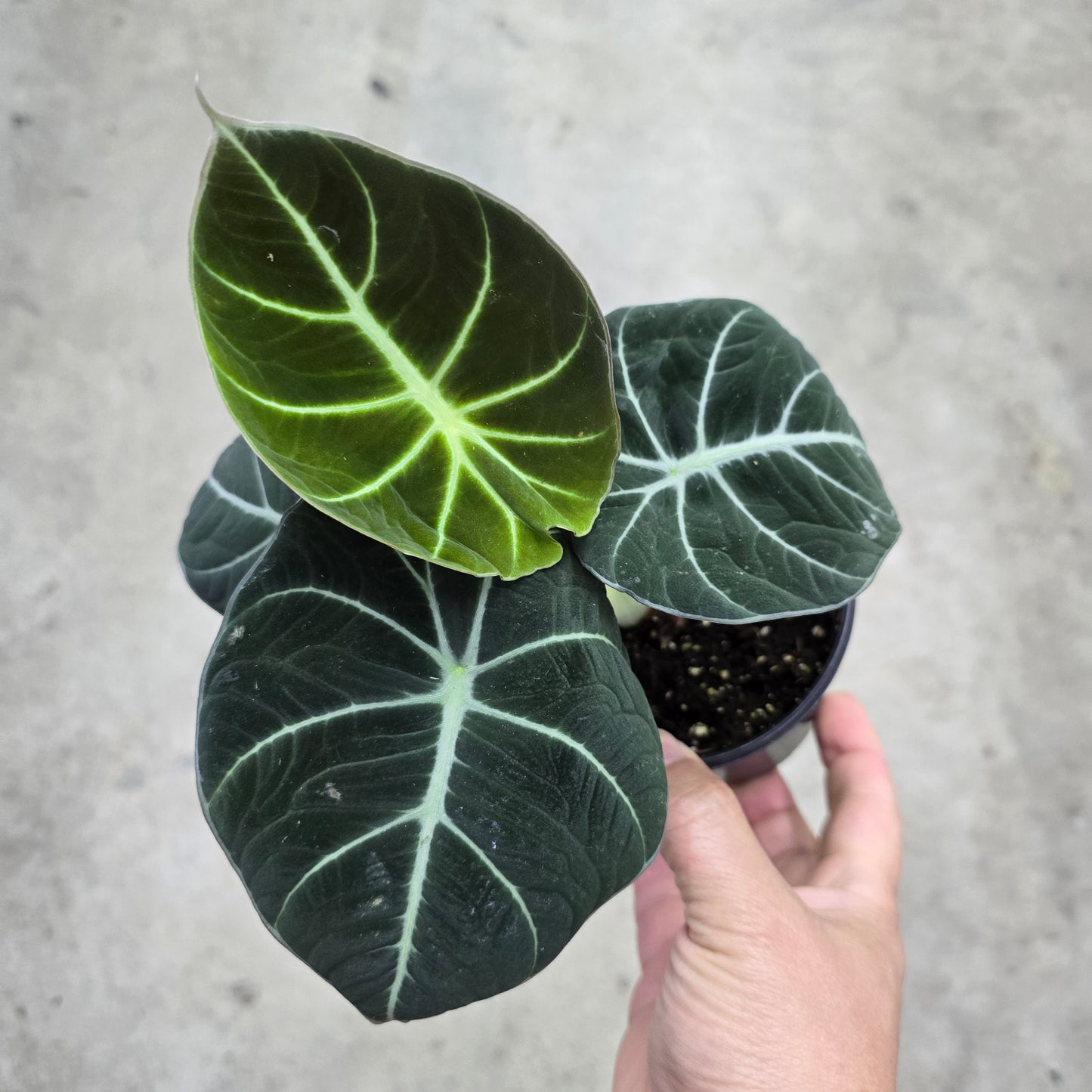Alocasia black velvet - 4"