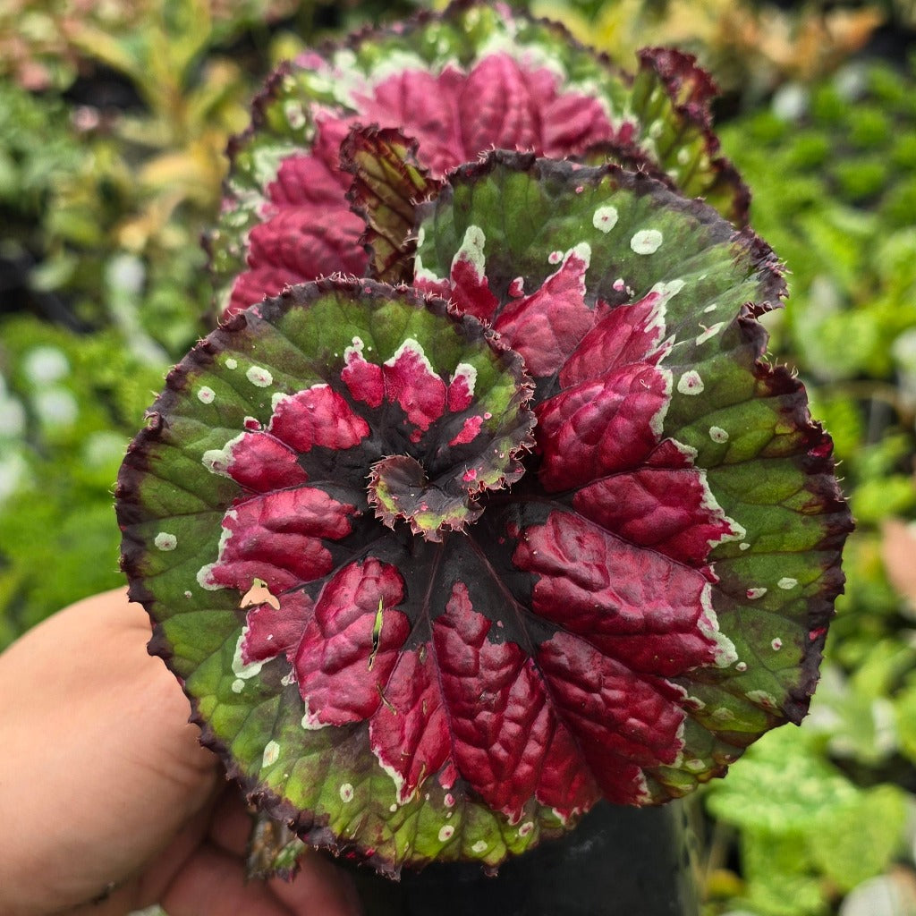 Begonia Macarena - 4"