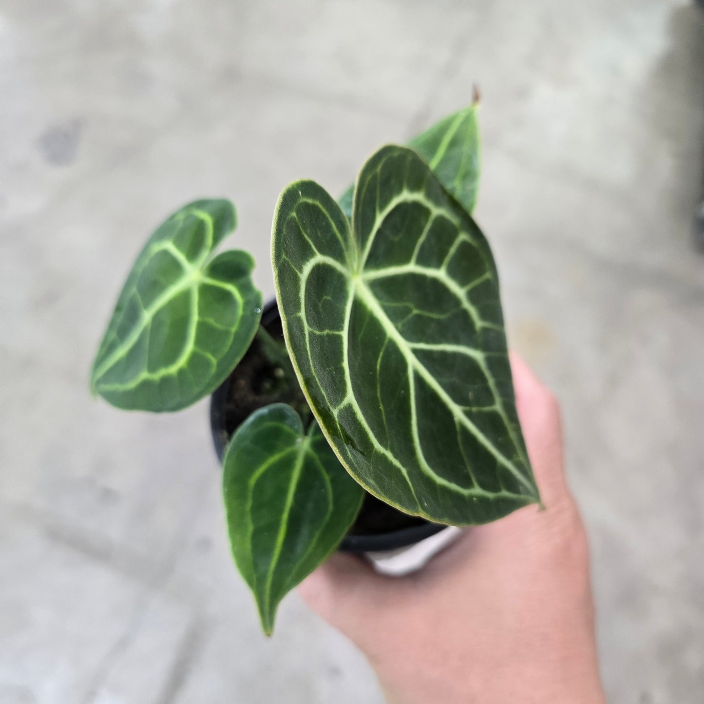 Anthurium clarinervium - 6"