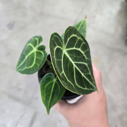 Anthurium clarinervium - 6"