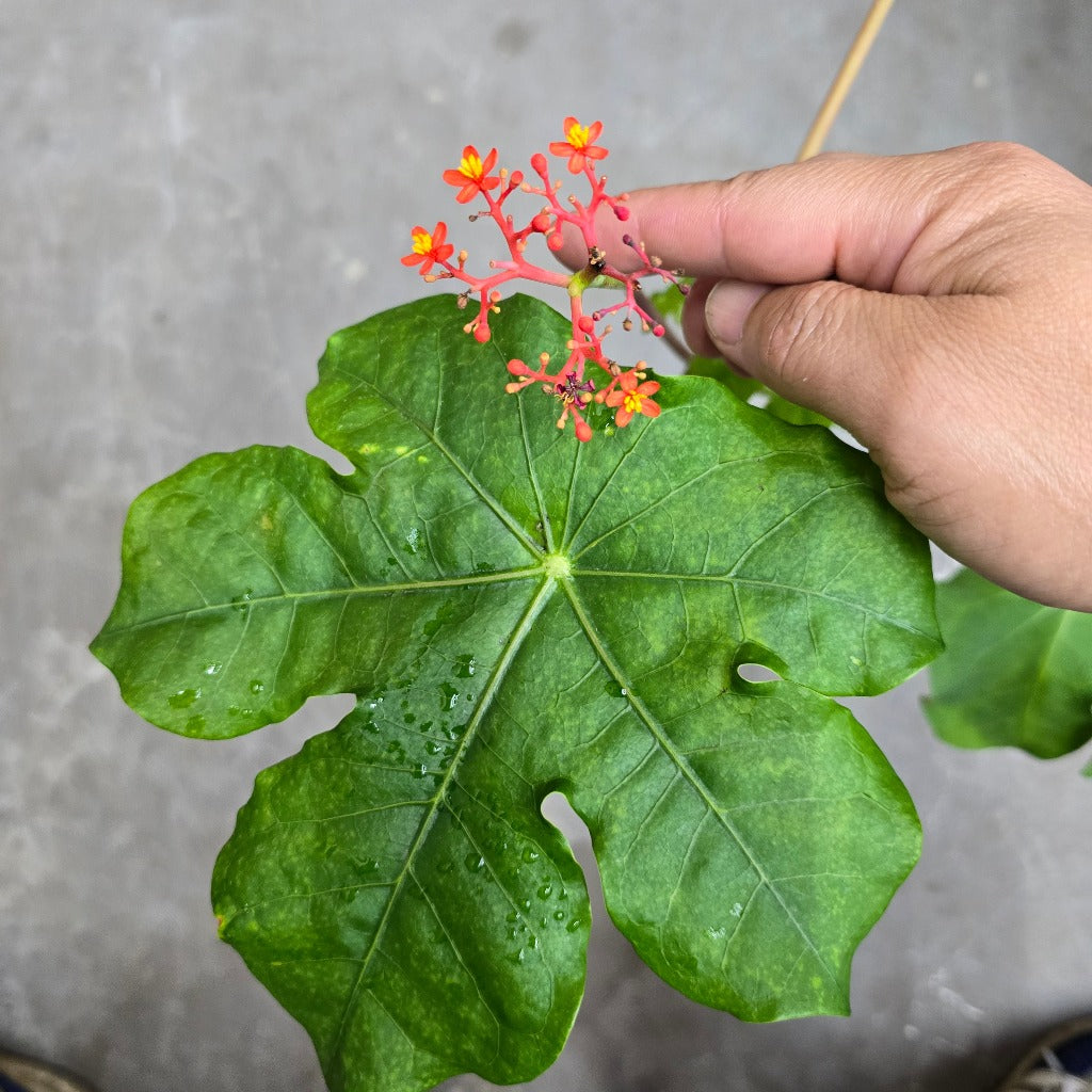 Jatropha podagrica - 6