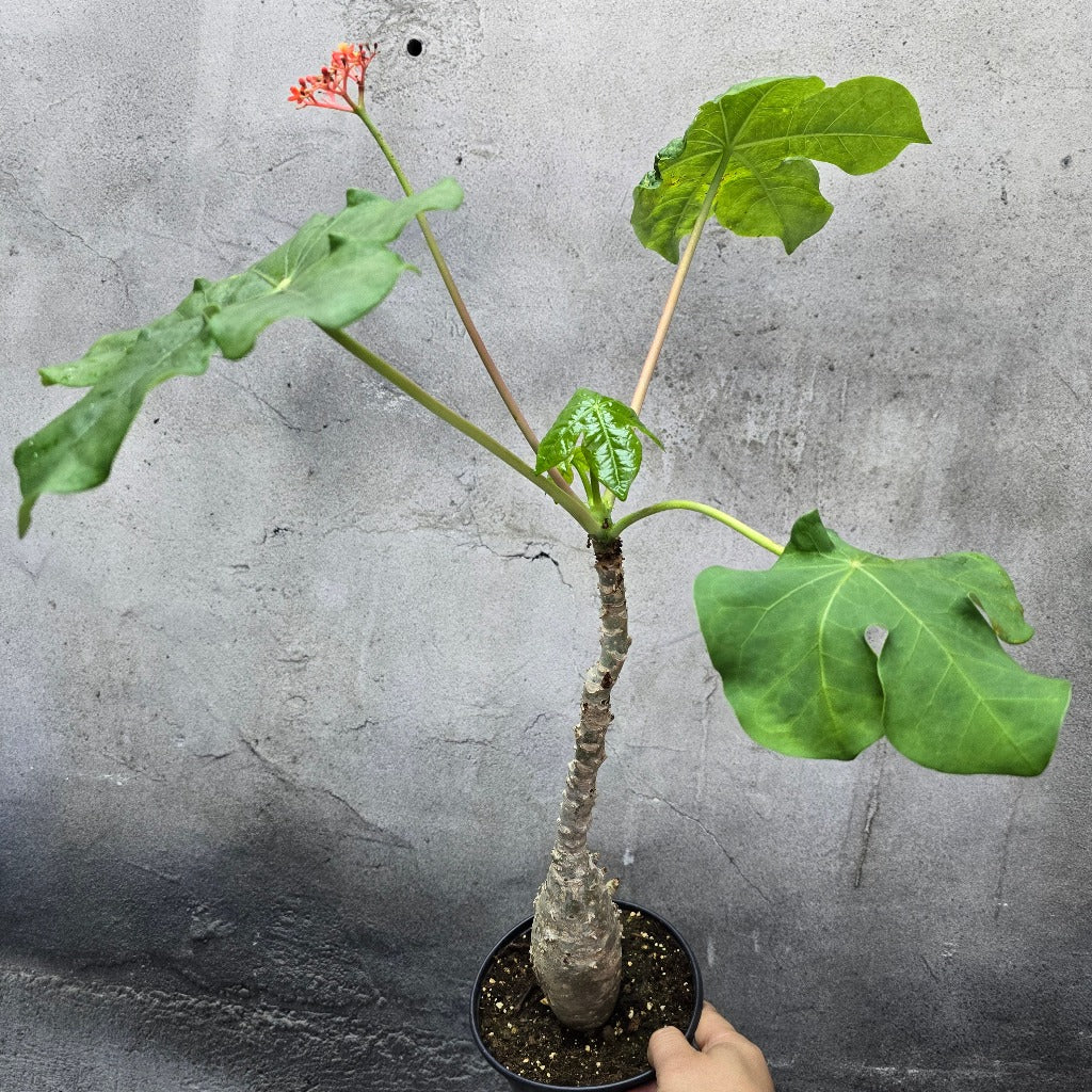 Jatropha podagrica - 6