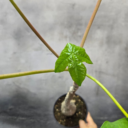 Jatropha podagrica - 2" (Starter)