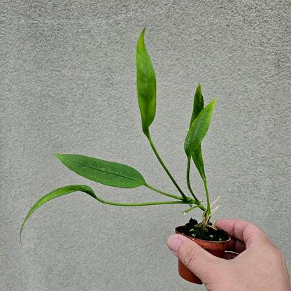 Anthurium vittariifolium - 2"