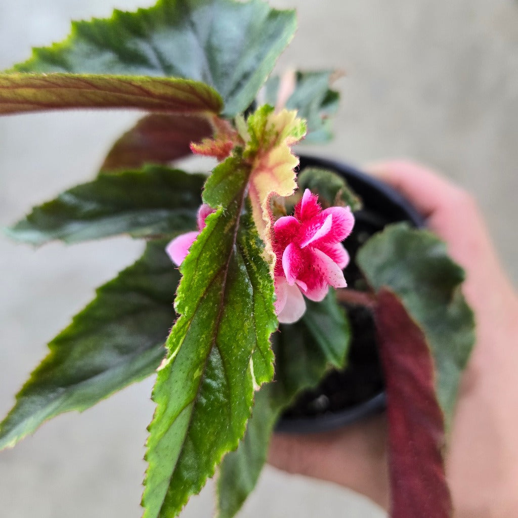 Begonia 'Ginny Galaxy' - 4