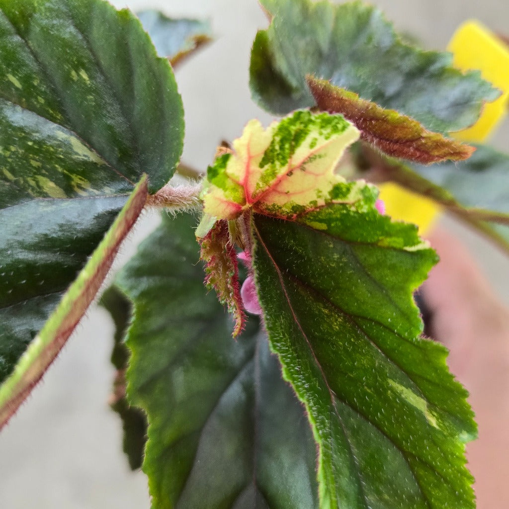 Begonia 'Ginny Galaxy' - 4