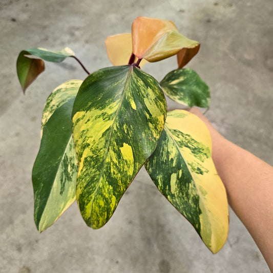 Philodendron Strawberry Shake - 4"