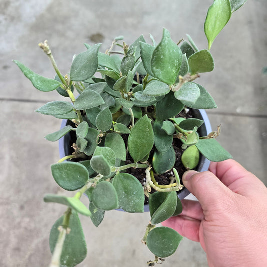 Hoya nummularioides - 4"