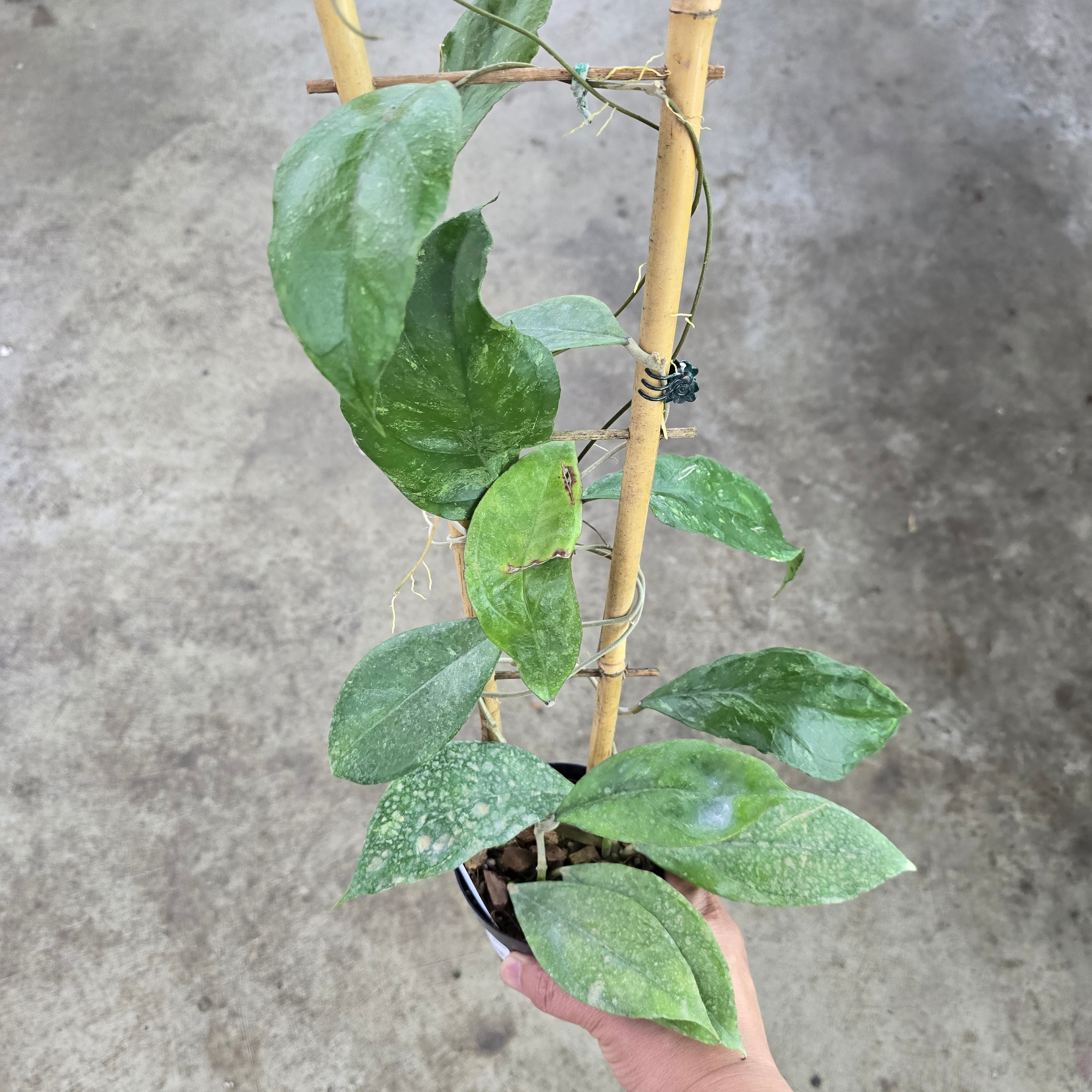 Hoya finlaysonii 'Chicken Farm' - Trellis - 4