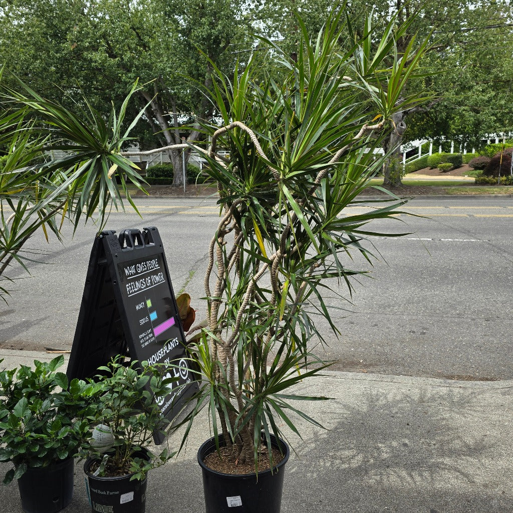 Dracaena marginata - Free Form