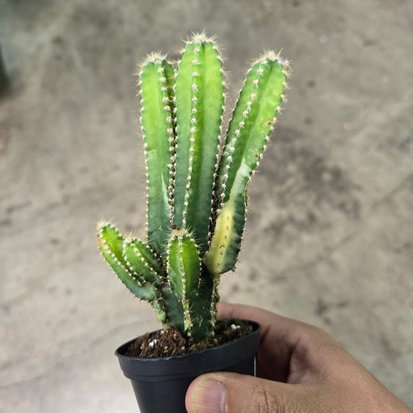 Acanthocereus tetragonus 'Variegata' - 4"