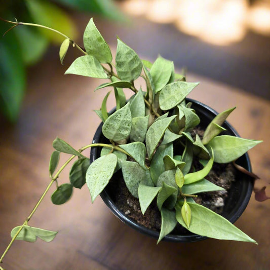 Hoya lacunosa mint - 4"