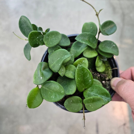 Hoya 'Mathilde - 4"