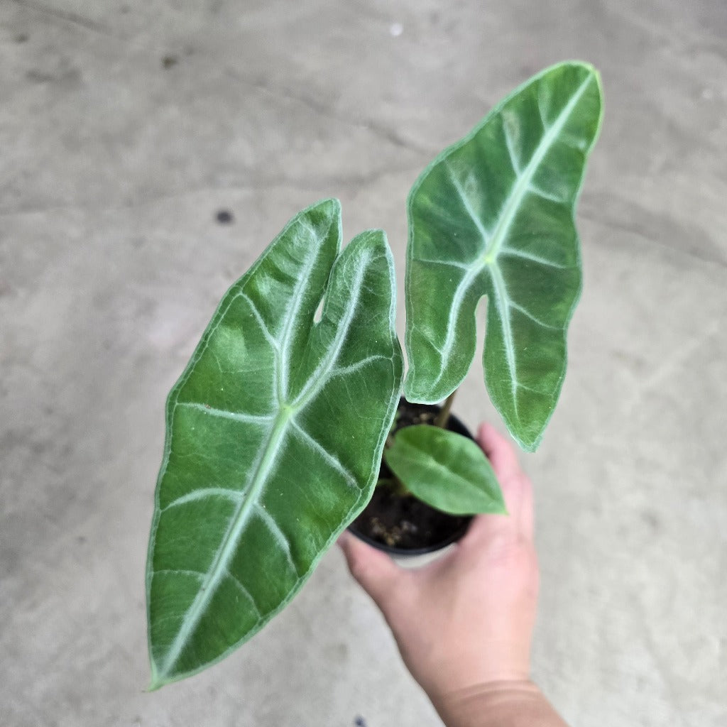 Alocasia longiloba - 4