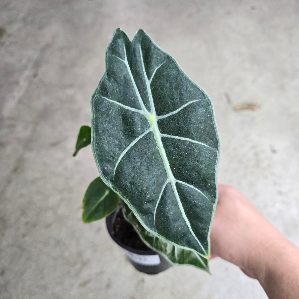 Alocasia watsoniana 'White Vein' - 4