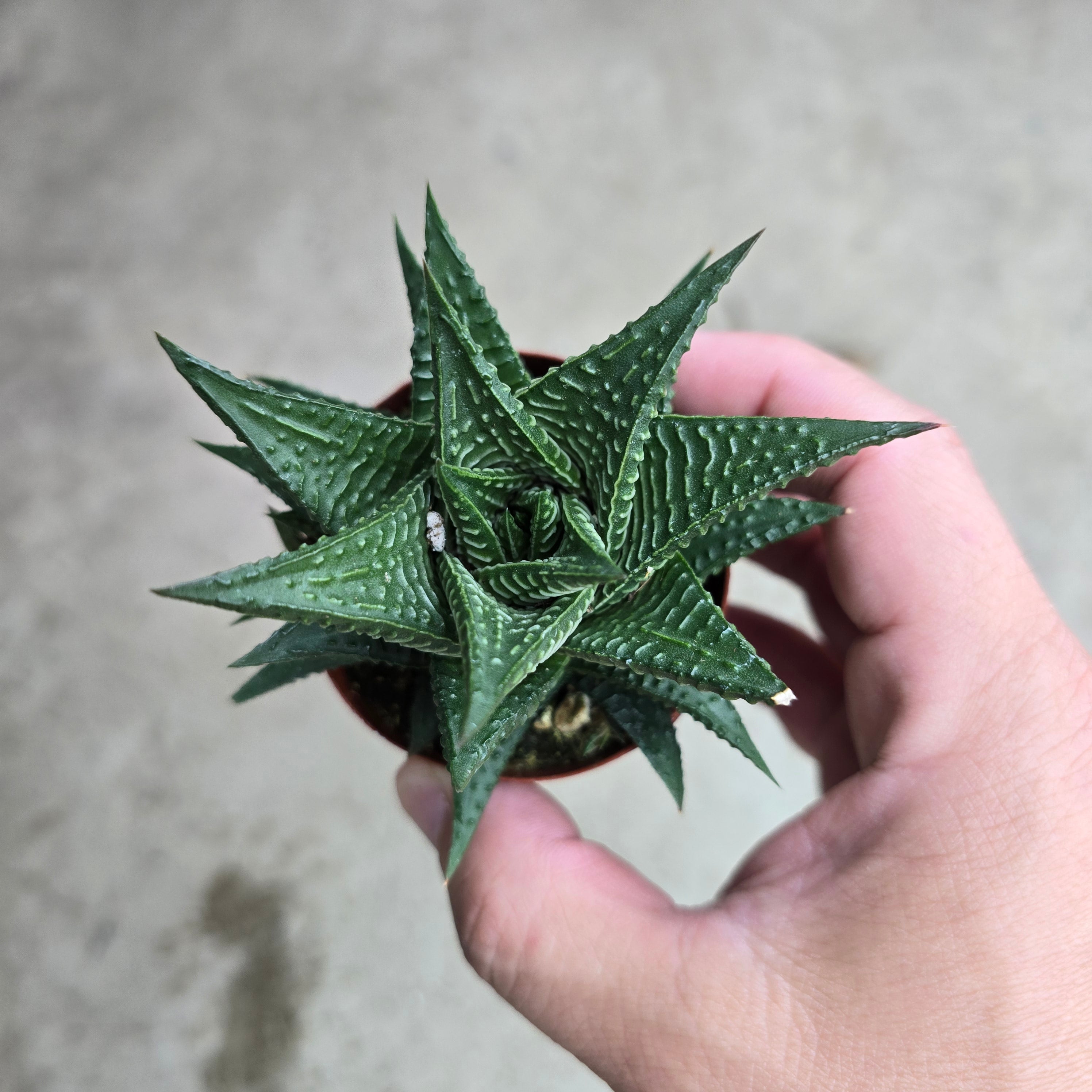 Haworthia limifolia - 2