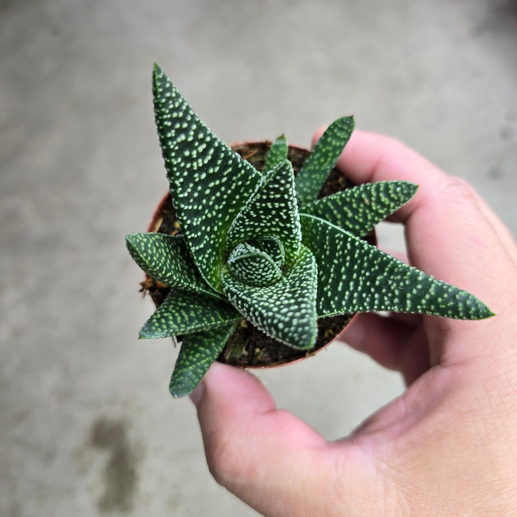 Gasteria okavanga - 2