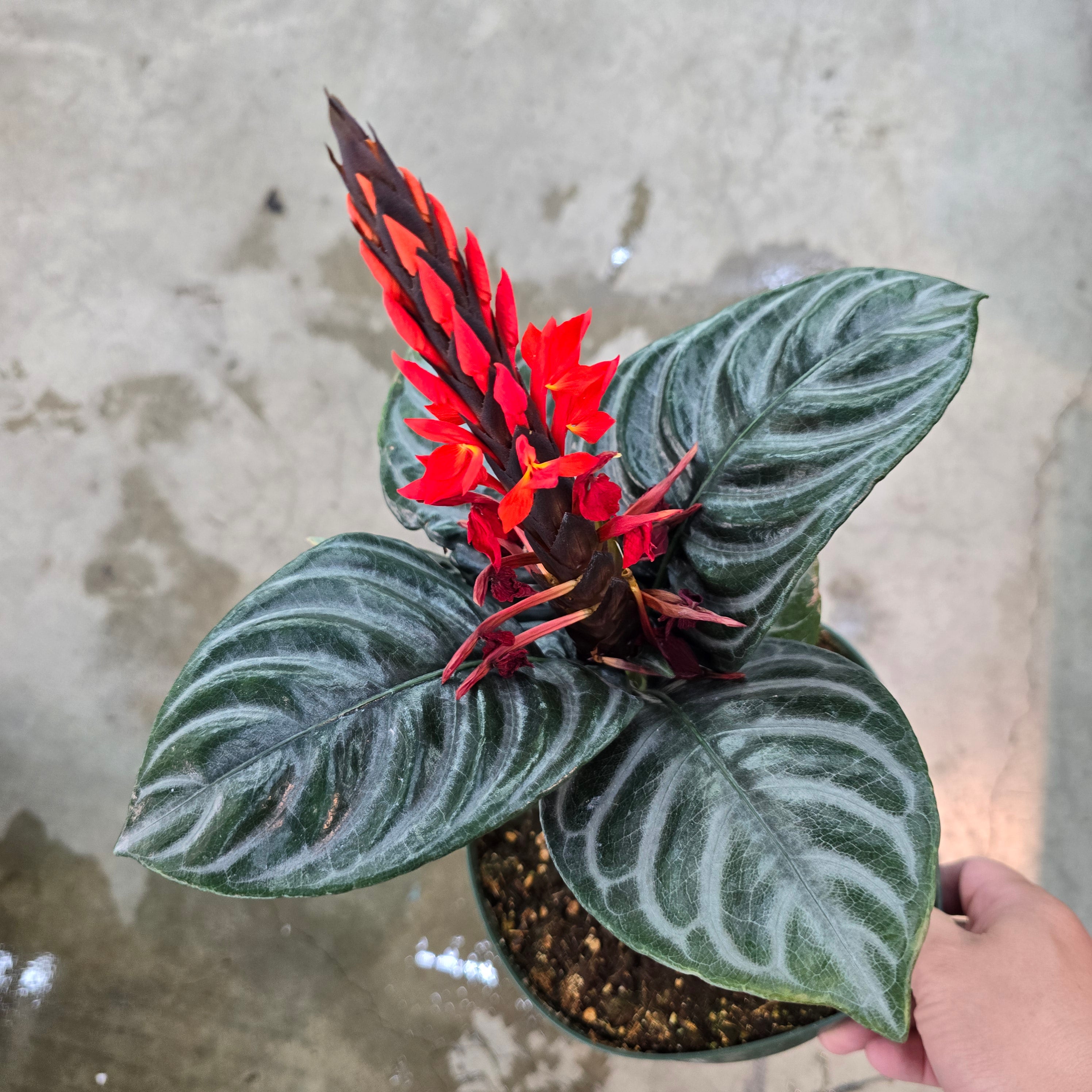 Aphelandra nova - 6