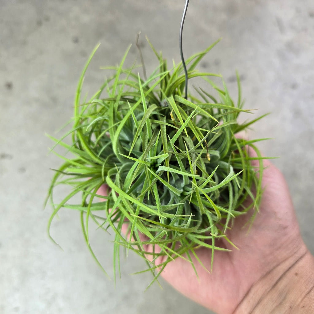 Tillandsia ionantha 'Fuego'  - clump