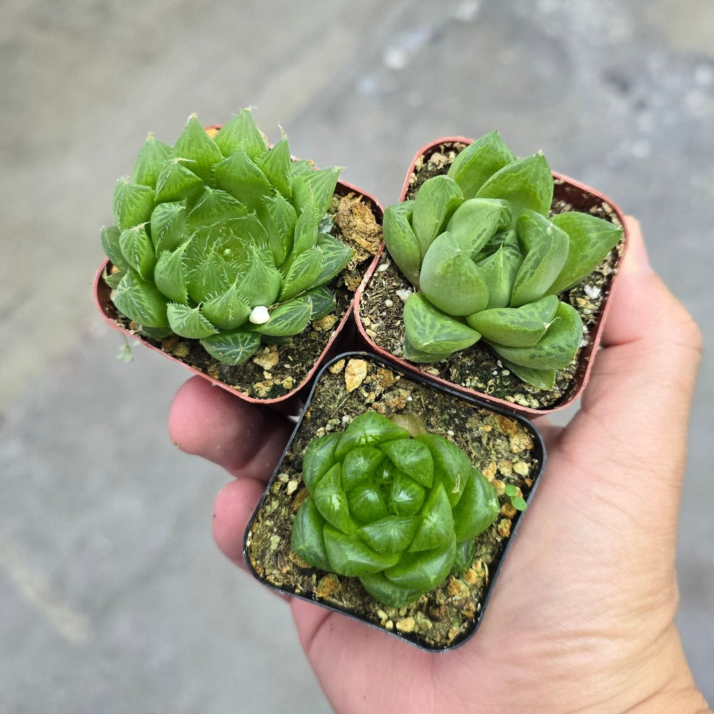 Haworthia assorted - premium 2"